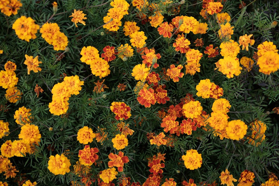 葉黃素果凍的功效與成分解析