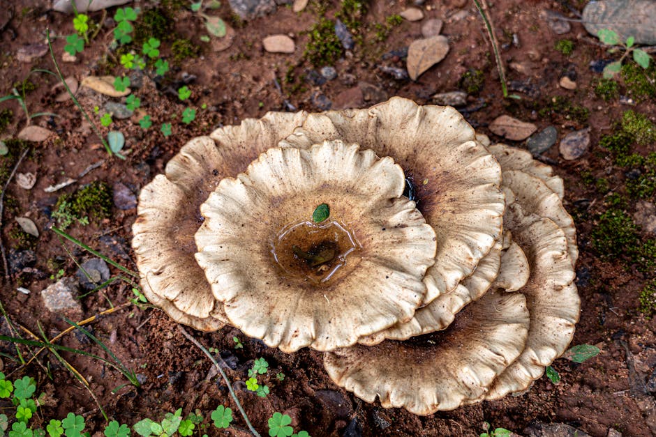 睡眠窒息症測試的全面指南